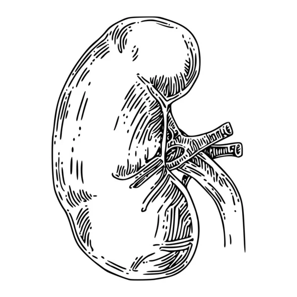 人間の解剖学腎臓. — ストックベクタ
