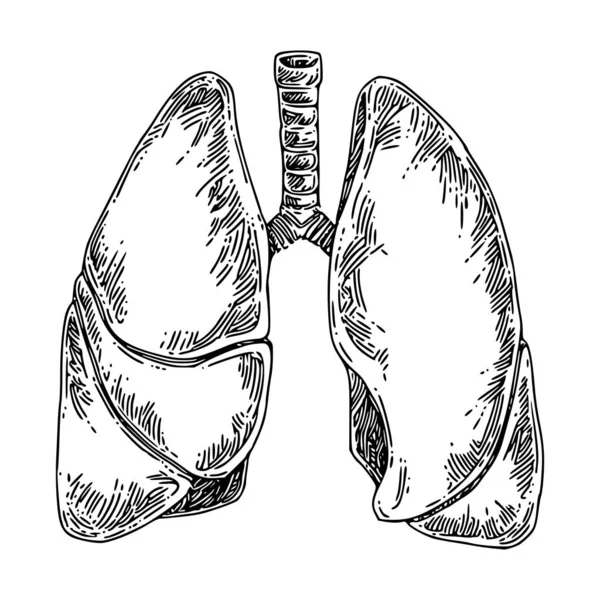 İnsan anatomisi. Akciğer. — Stok Vektör