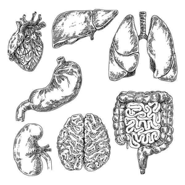 Anatomia humana. Conjunto de órgãos internos. intestino grosso e delgado, estômago, coração, fígado, rédeas, cérebro e pulmões . — Vetor de Stock