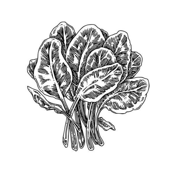 Bunch of fresh spinach. 