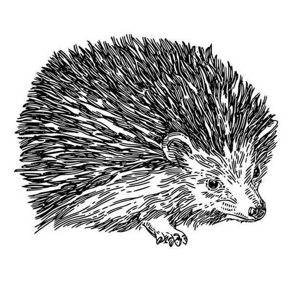 Bos dier. Hedgehog. — Stockvector