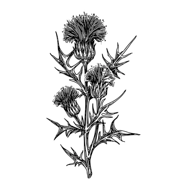 Branche de chardon avec trois fleurs . — Image vectorielle