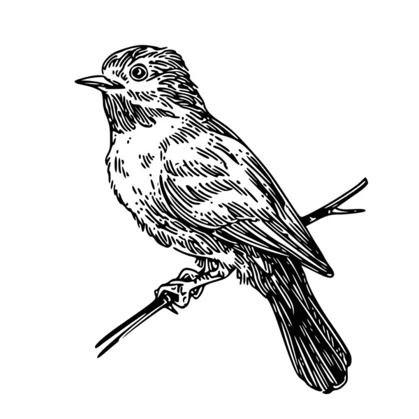 Pajarito en rama . — Vector de stock