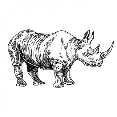 Ayakta büyük gergedan. 