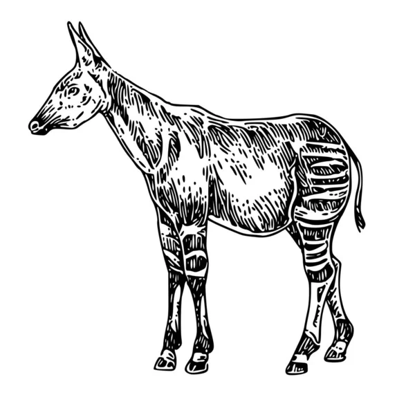 De pie okapi . — Vector de stock