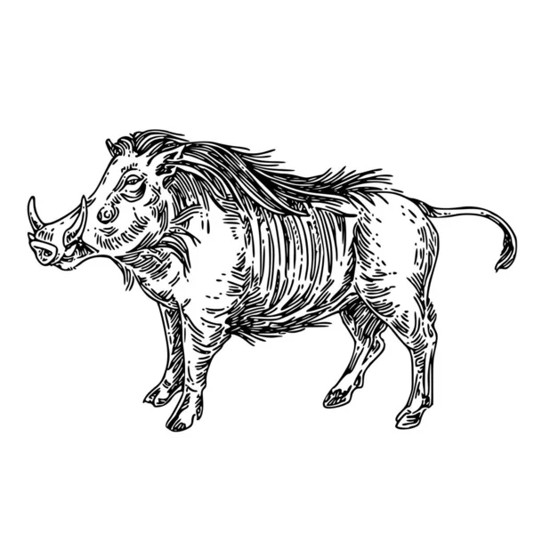 Staande Warthog. — Stockvector