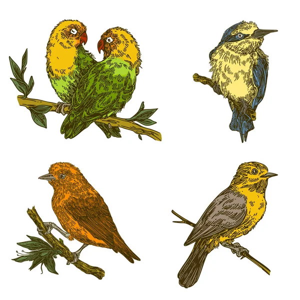 Conjunto de aves tropicales sentadas en rama . — Archivo Imágenes Vectoriales