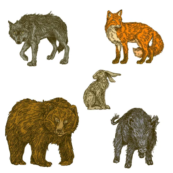 Цветной набор лесных животных. Кабан, заяц, лиса, медведь и волк . — стоковый вектор