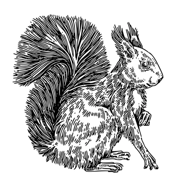 Seduta carino scoiattolo con la coda soffice . — Vettoriale Stock