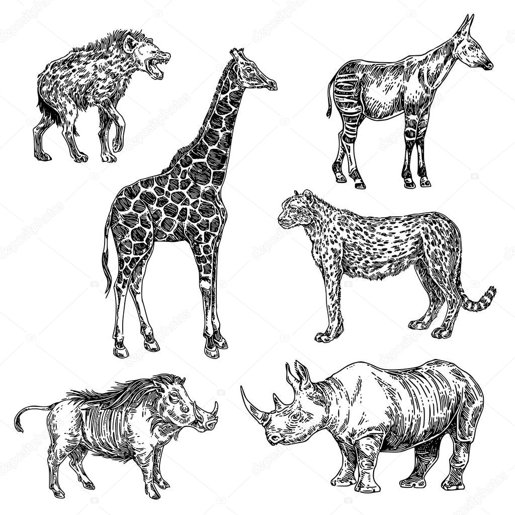 Set of african animals. Giraffe, okapi, warthog, hyena, rhino, cheetah. 