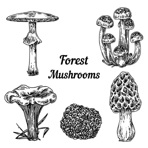 Uppsättning skogssvampar. Blek Toadstool, Morel, kantareller, honung svamp och tryffel. — Stock vektor