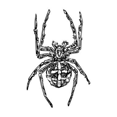 Büyük örümcek haçı.