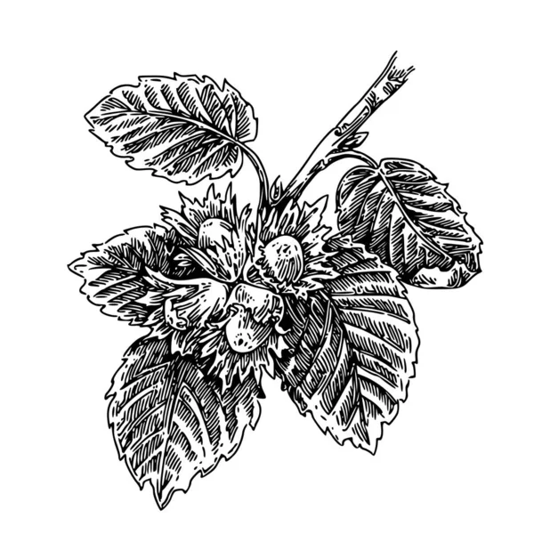 Fındık ile ela Dalı. 