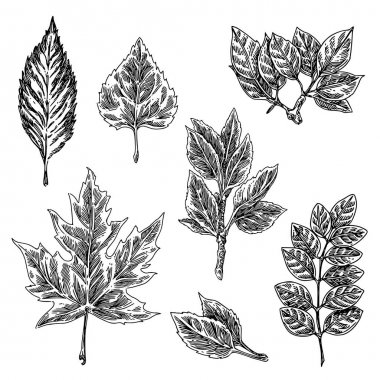 Çeşitli orman yaprakları kümesi. 