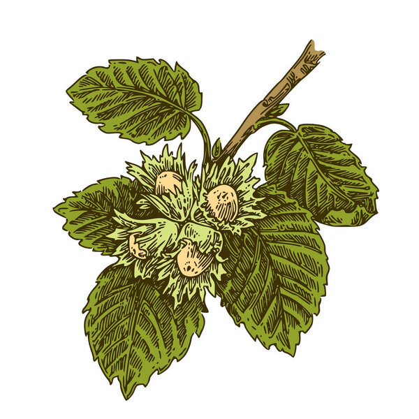 Ветвь орешника с спелыми орехами
. 