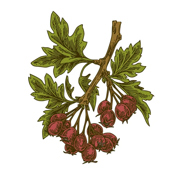 葉と赤い果実を持つ鷹の枝. ロイヤリティフリーのストックイラスト