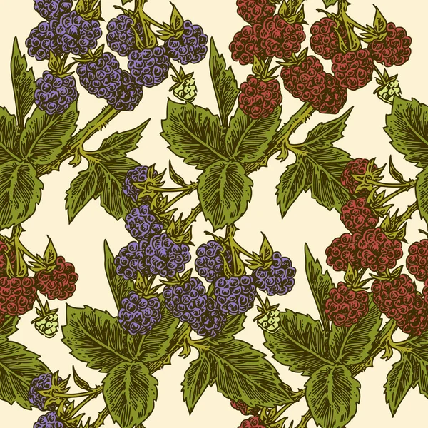 Modèle sans couture avec des branches de framboise et de mûre . — Image vectorielle