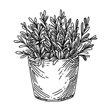 Bahçe bitkisi. Büyük tencerede adaçayı. 