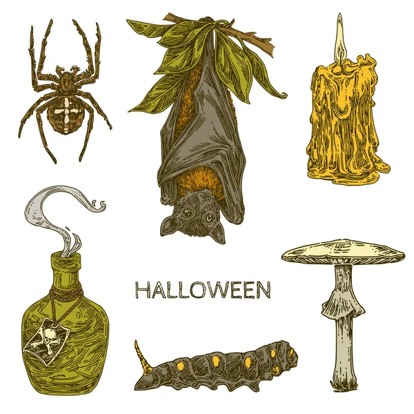 Vintage-Set-Elemente für Halloween. Fledermaus, blasser Fliegenpilz, Kerze, Spinne und Raupe. — Stockvektor