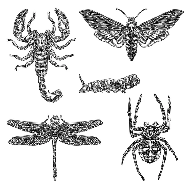 昆虫のセット。スコーピウス、クモ、毛虫、トンボ、蝶の死んだ頭. ロイヤリティフリーのストックイラスト