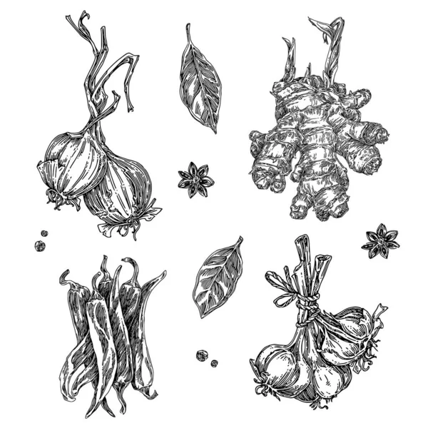 Reihe pflanzlicher Gewürze. Zwiebeln, Ingwer, Paprika, Knoblauch, Lorbeerblätter und Anis. — Stockvektor