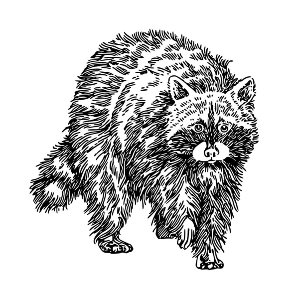 Forest animal. Raccoon. — Stock Vector