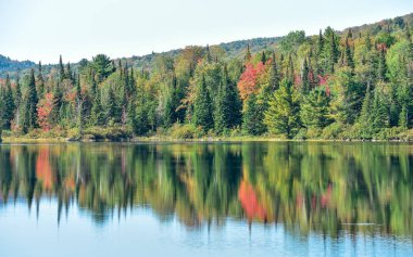 National Park La Mauricie renkli sonbahar ormanı, Kanada