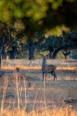 İspanya, Extremadura 'daki Monfrague Ulusal Parkı' nda gün batımında genç bir erkek geyik.