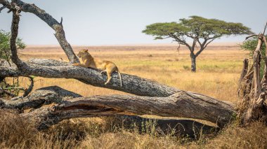 Serengeti Ulusal Parkı, Tanzanya'da bir ağacın üzerinde dinlenen dişi aslan