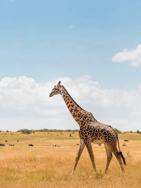 Afrika savanasında zürafa, Masai Mara, Kenia