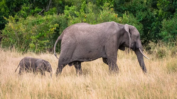 Matka a malý slon v africké Savannah, v Masai Mara, Kenia — Stock fotografie