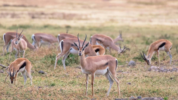 Gazelle nella savana africana, a Ngorongoro, Tanzania — Foto Stock