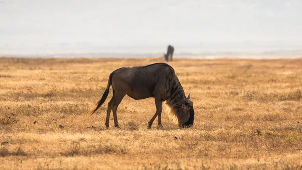 Wildebeest nella savana africana, a Ngorongoro, Tanzania — Foto Stock