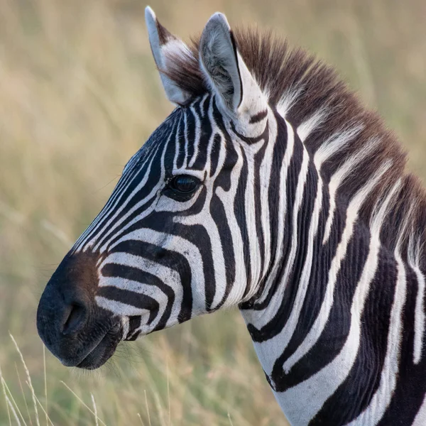 Zebra in african savannah, at Masai Mara , Kenia Stock Photo
