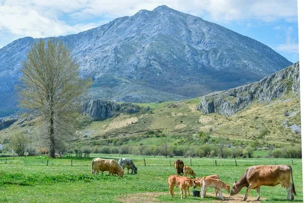 Allevamento bovino all'aperto nel paesaggio montano — Foto Stock