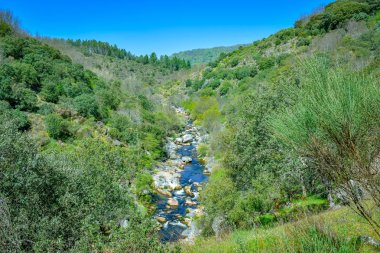Akdeniz Ormanı bir nehir tarafından çapraz, Salamanca İspanya