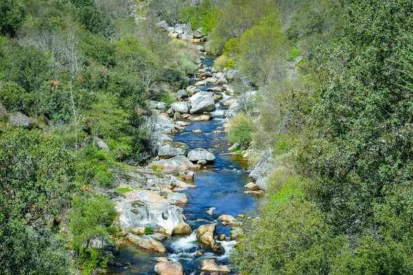 Mediterranean Forest cross by a river, Salamanca Spain — Stock Photo, Image