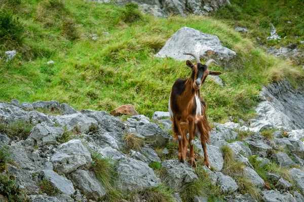 Capra nel paesaggio montano. Cares Trekking Route, Asturie — Foto Stock