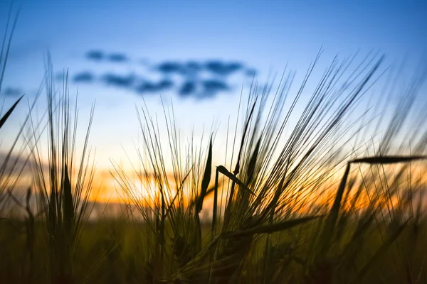 Farbenfrohe lanfarbenfrohe Landschaft des Sonnenuntergangs in Ackerland. Sommersensation — Stockfoto