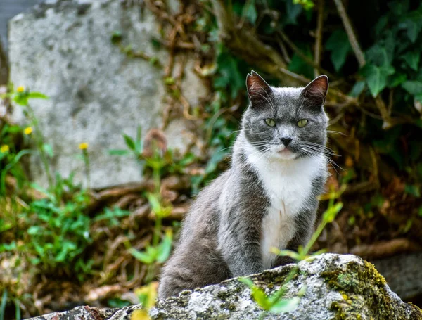 Primer plano del gato posando sobre una piedra, mirando desafiante a la cámara . — Foto de Stock