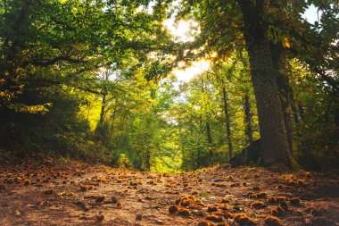 Sonbahar sihirli ormanı. Yerden, kestanelerle dolu patika ağaçların arasından geçiyor. Hervas, İspanya.
