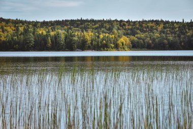 Sonbahar ormanı manzarası ve gölün yansıması. La Mauricie Ulusal Parkı, Kanada.