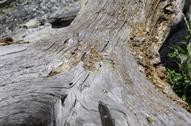 Düşmüş bir ağacın görüntüsü