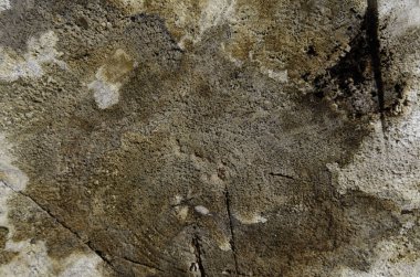 Çatlaklı bir kütüğün görüntüleri.