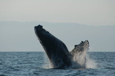Miyonlama mevsiminde balina atlama