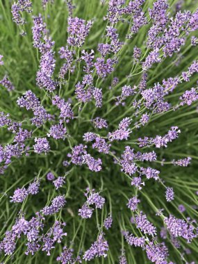 Lavander alanı yakın.