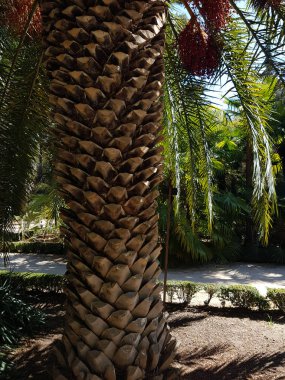 dokulu palmiye ağaç gövdesi