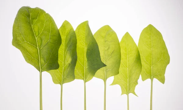 İzole edilmiş beyaz arka planda dört bebek ıspanak yaprağı