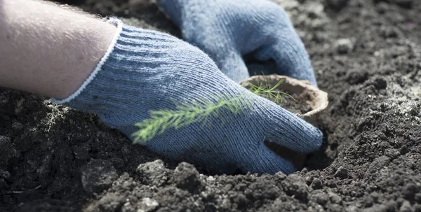 Bahçıvanlık. Eldivenli Eller Toprakla Çalışır.