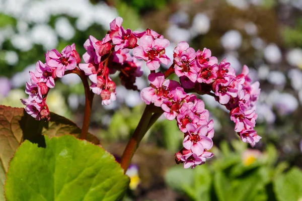 Güneş Işığında Açan Pembe Bergenia Nın Yakın Görünümü — Stok fotoğraf